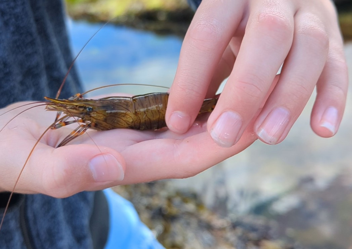 NEW Mini Rockpool Explorers – Corbyn Head, Monday 18th May 2026 (1.15pm)