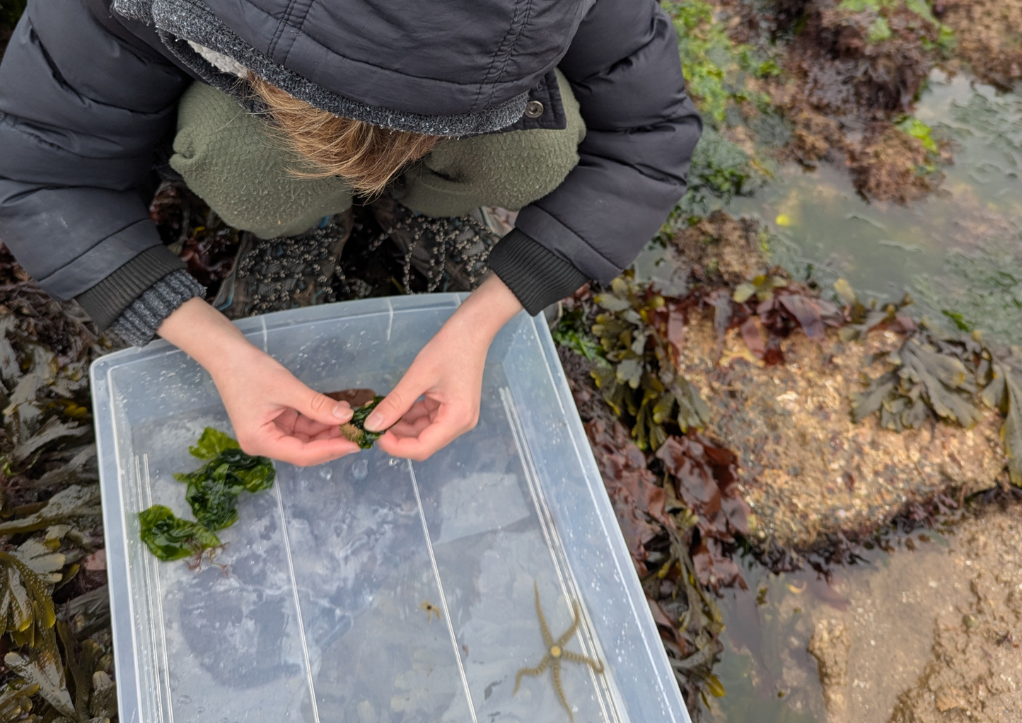 Person sorting seaweed in a clear plastic container on a rocky shoreline