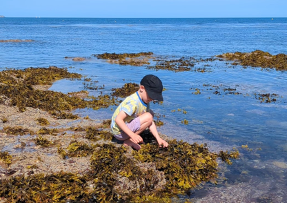 NEW Mini Rockpool Explorers – Corbyn Head, Monday 18th May 2026 (1.15pm)