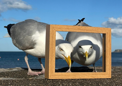 NEW Snap and Stroll - Paignton- Monday 13th July 2026 (4.30pm - 6.45pm)
