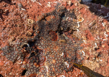 Rockpool Adventure – Preston Sands, Sunday 17 May 2026 (12 noon)
