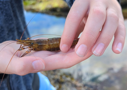 Rockpool Adventure – Preston Sands, Sunday 17 May 2026 (12 noon)