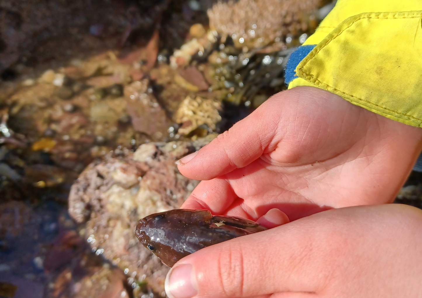 NEW Mini Rockpool Explorers – Corbyn Head, Monday 18th May 2026 (1.15pm)