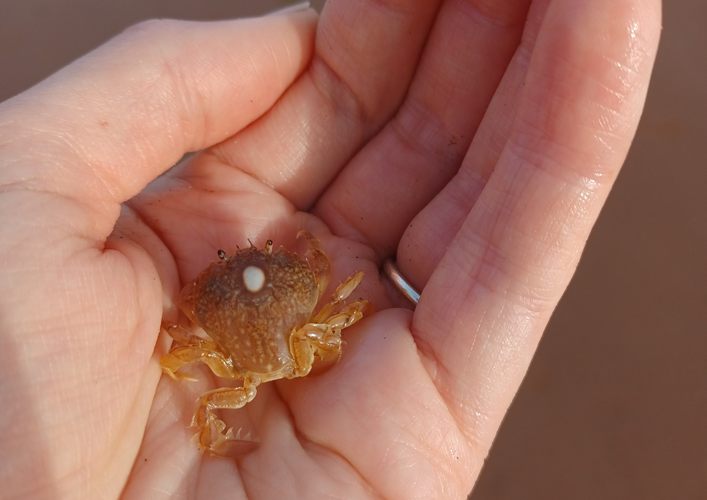 NEW Mini Rockpool Explorers – Corbyn Head, Monday 18th May 2026 (1.15pm)