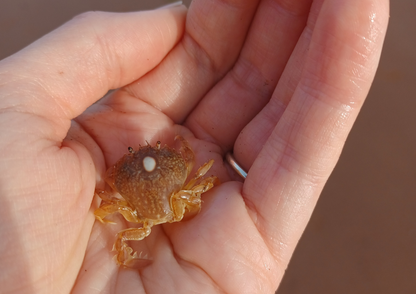 NEW Mini Rockpool Explorers – Corbyn Head, Monday 18th May 2026 (1.15pm)