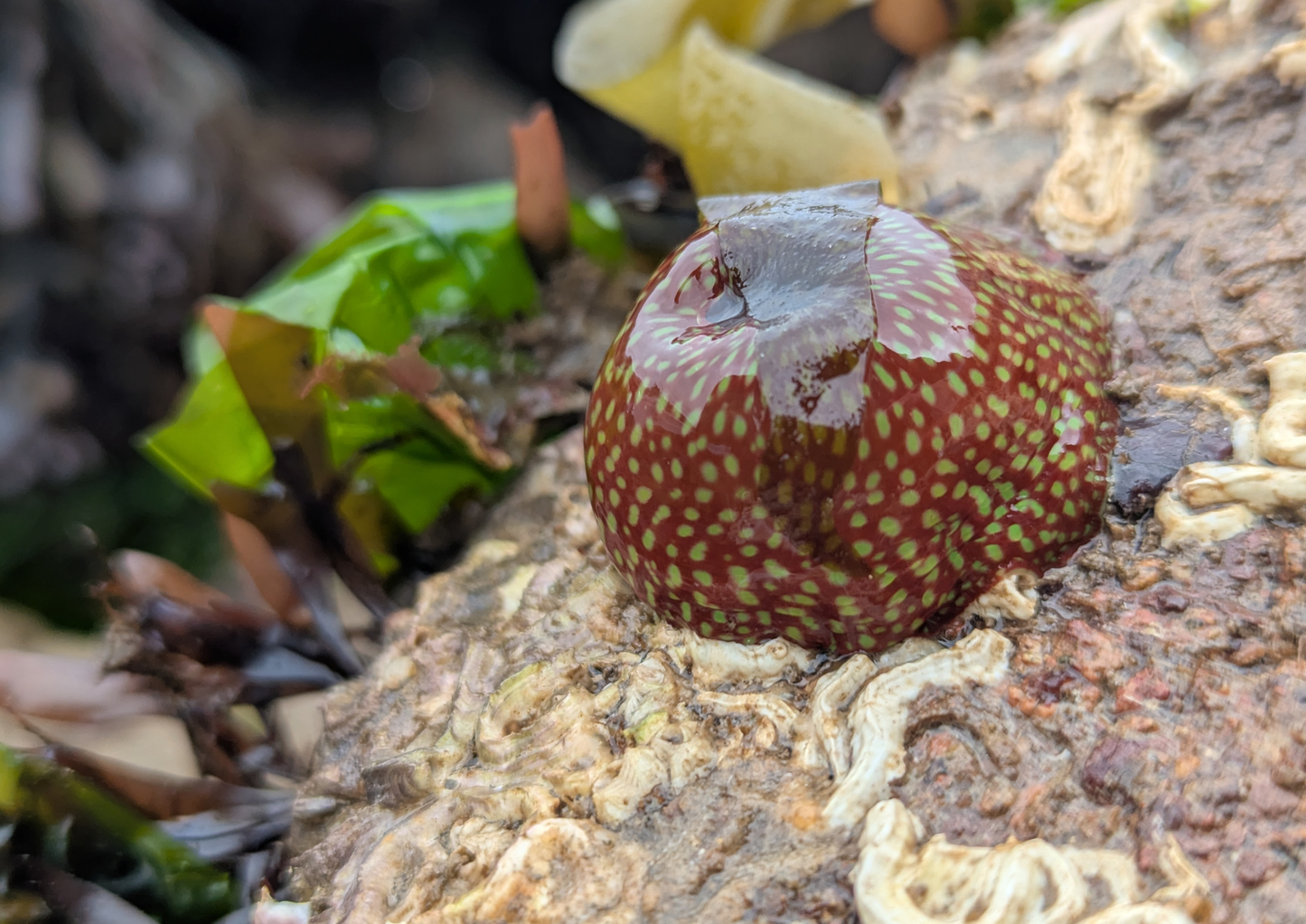 NEW Mini Rockpool Explorers – Corbyn Head, Monday 18th May 2026 (1.15pm)