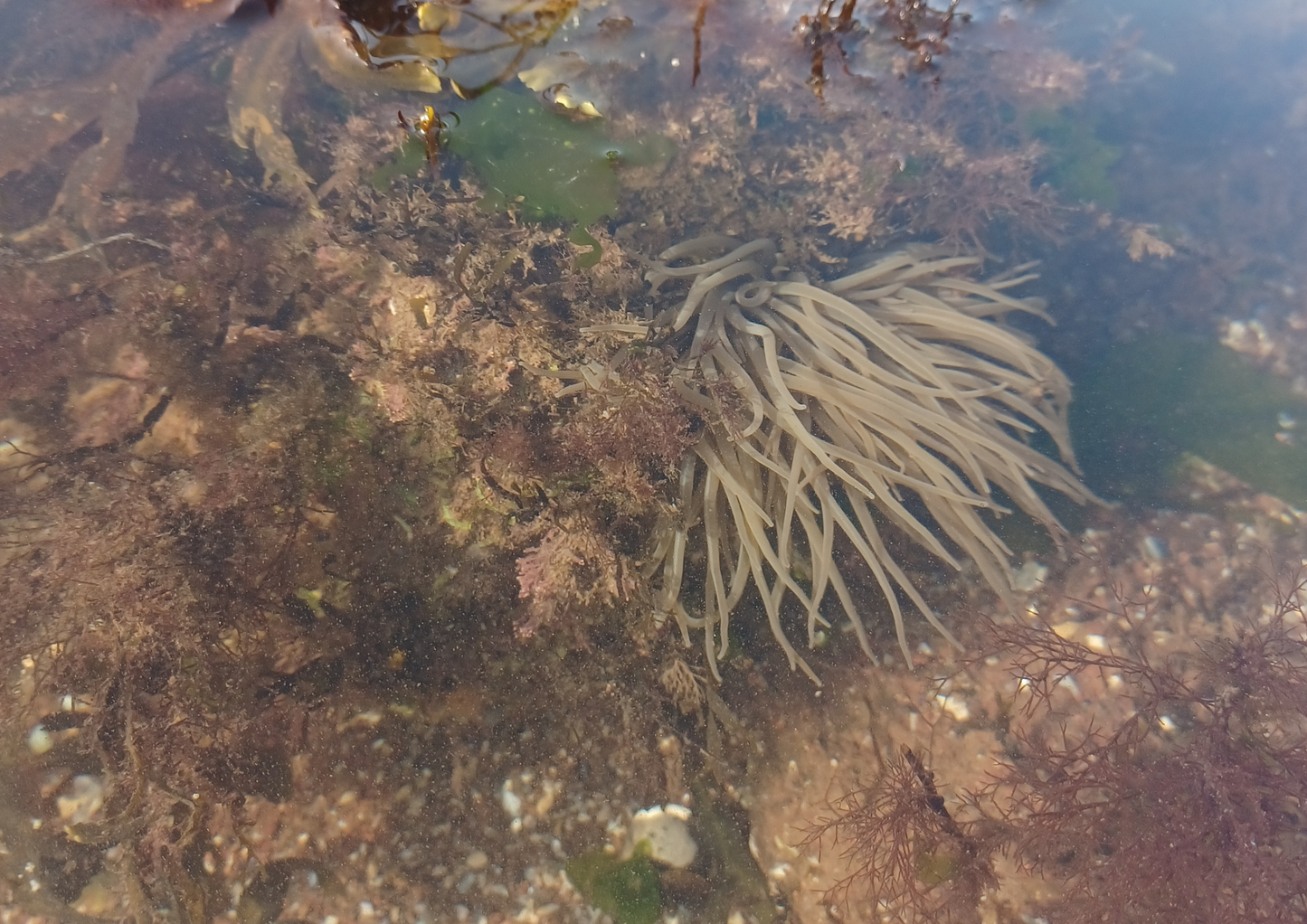 Rockpool Adventure – Preston Sands, Sunday 17 May 2026 (12 noon)