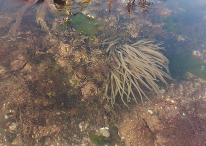 Rockpool Adventure – Preston Sands, Sunday 17 May 2026 (12 noon)
