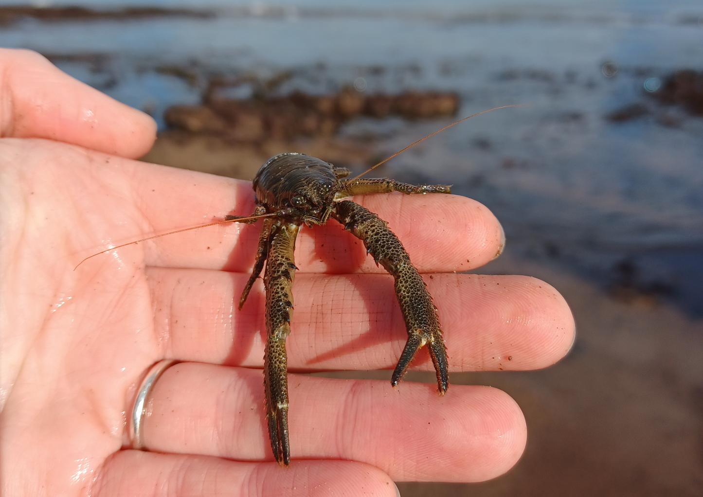 Rockpool Adventure – Preston Sands, Sunday 17 May 2026 (12 noon)