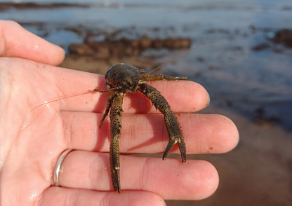 Rockpool Adventure – Preston Sands, Sunday 17 May 2026 (12 noon)