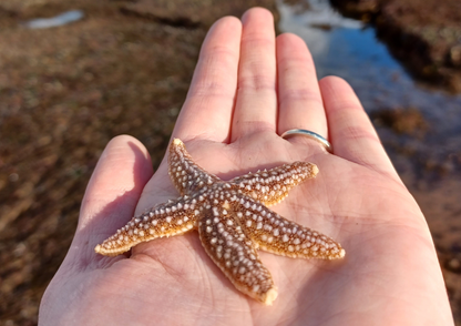 Rockpool Adventure – Preston Sands, Sunday 17 May 2026 (12 noon)
