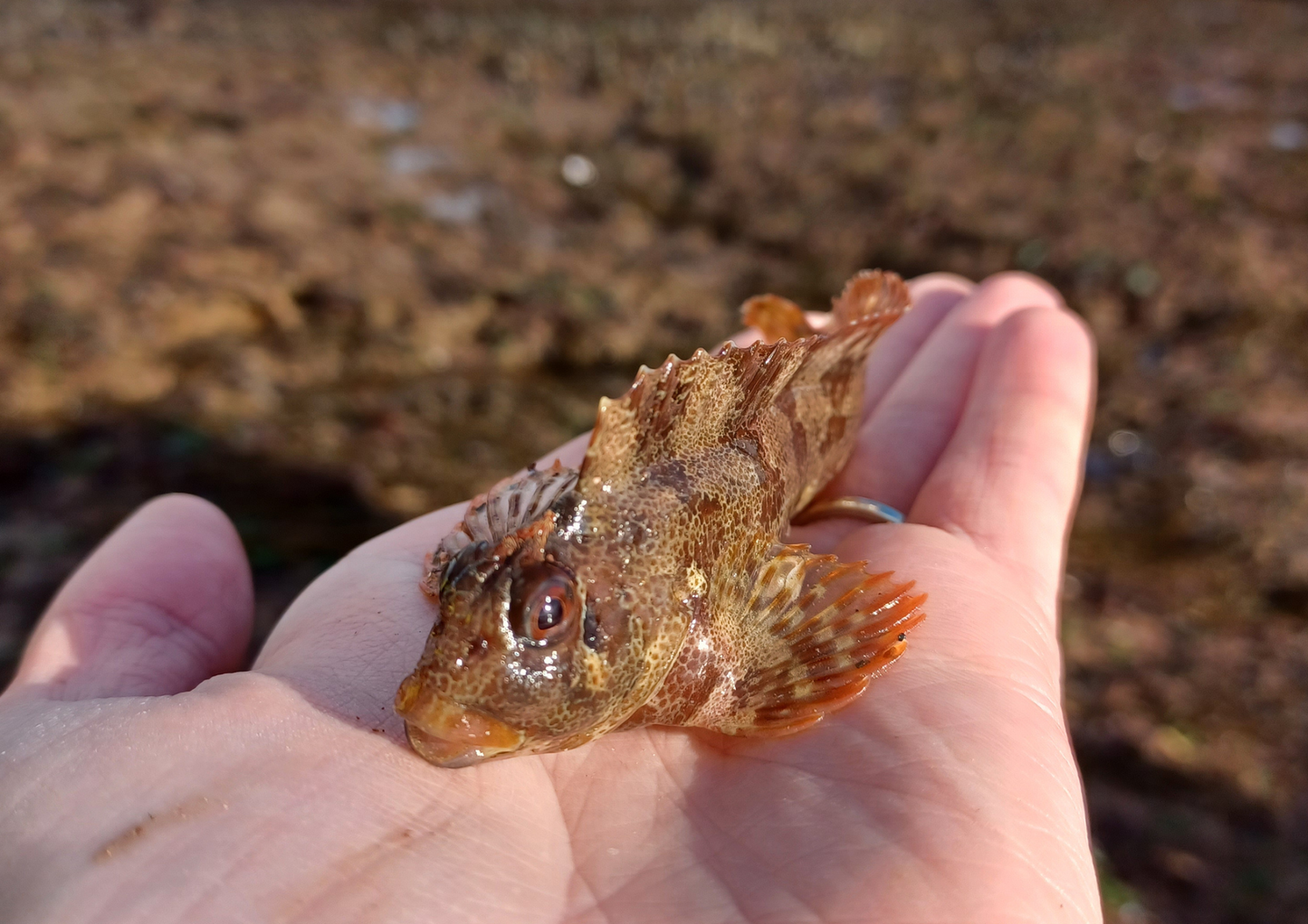 Rockpool Adventure – Preston Sands, Sunday 17 May 2026 (12 noon)
