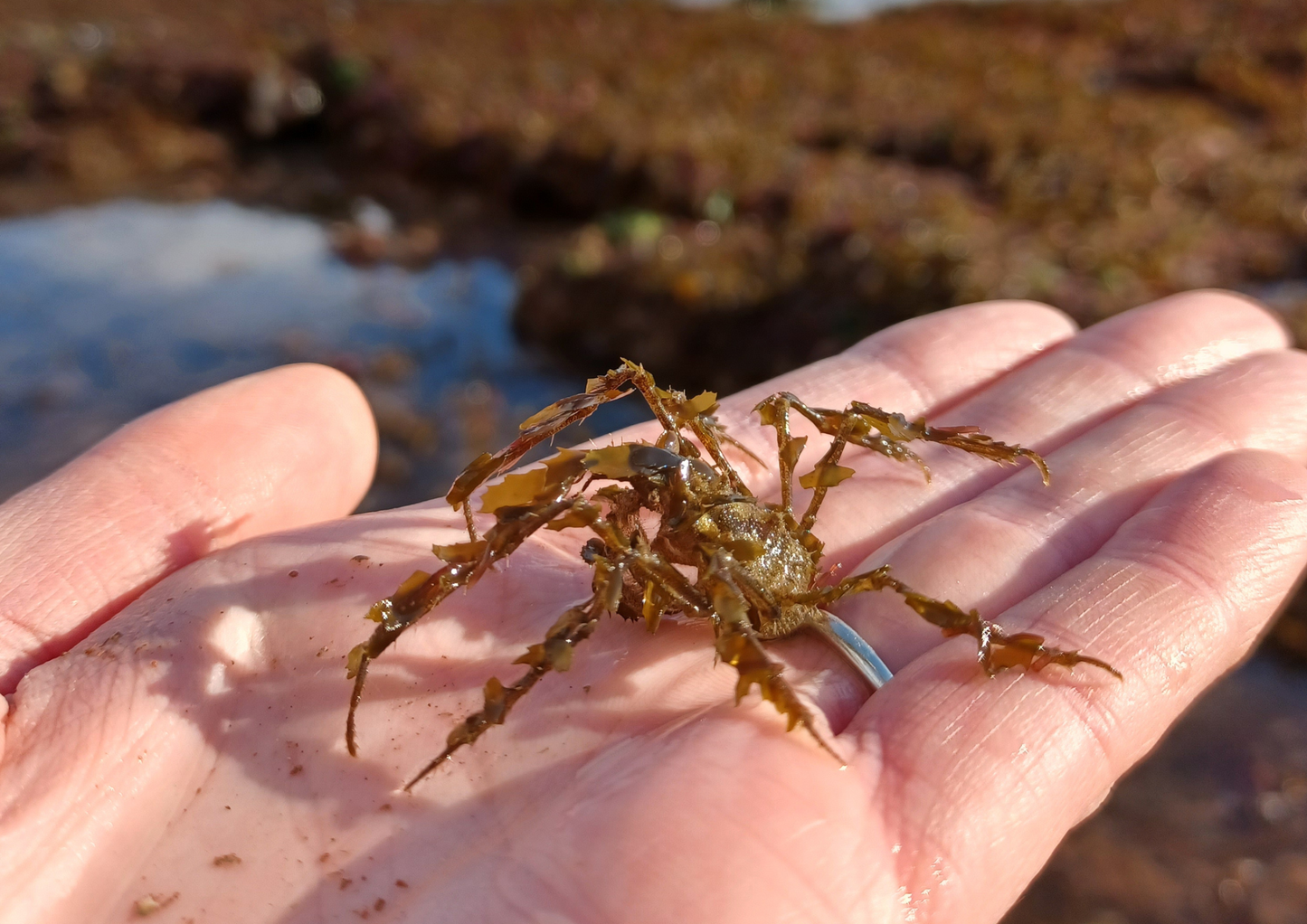 Rockpool Adventure – Preston Sands, Sunday 17 May 2026 (12 noon)