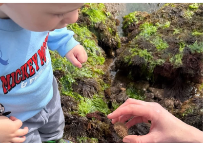 NEW Mini Rockpool Explorers – Corbyn Head, Monday 18th May 2026 (1.15pm)