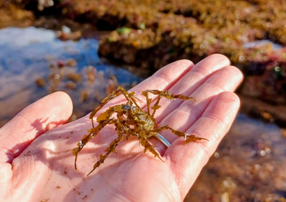Rockpool Adventure – Corbyn Head, Saturday 16 May 2026 (11.45am)