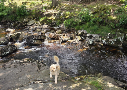Dog standing on a rocky stream bed with greenery in the background
