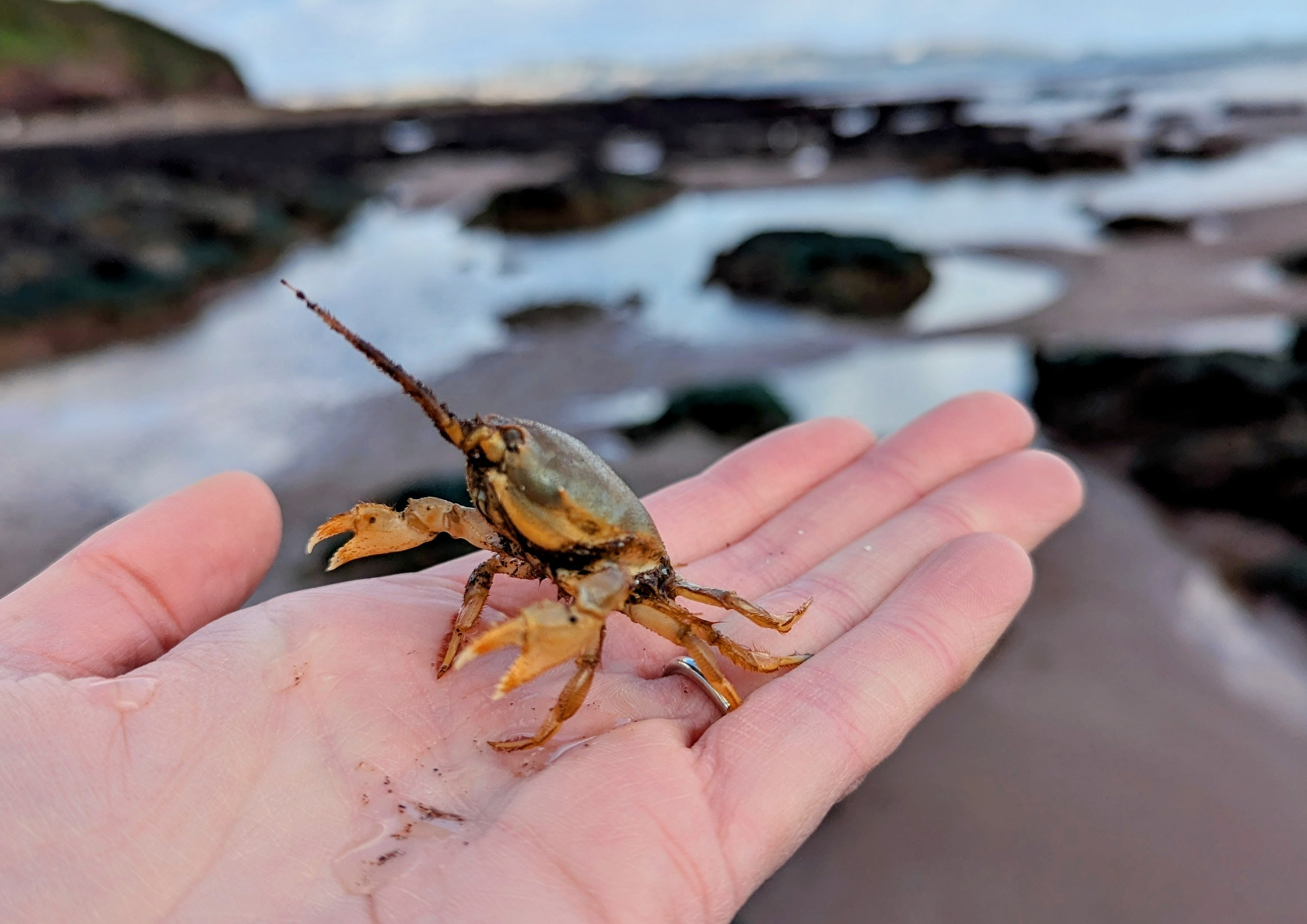 Masked crab held in a person's hand with a coastal background. South Devon