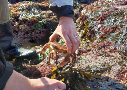 NEW Mini Rockpool Explorers – Corbyn Head, Monday 18th May 2026 (1.15pm)