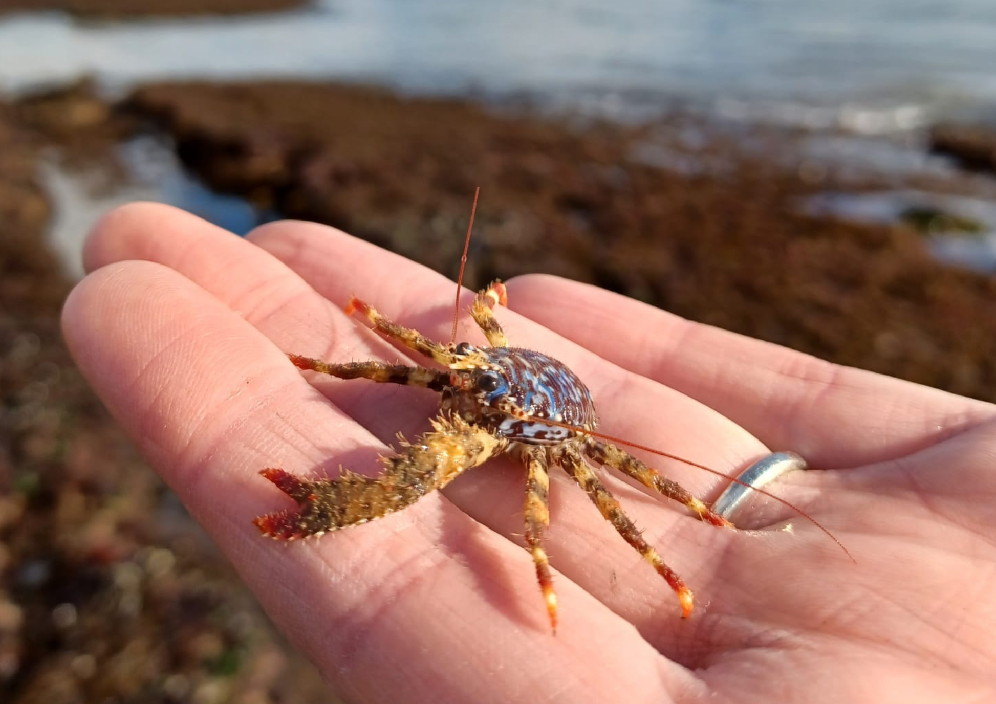 Small squat lobster on a person's hand with a beach background. English Riviera, Devon