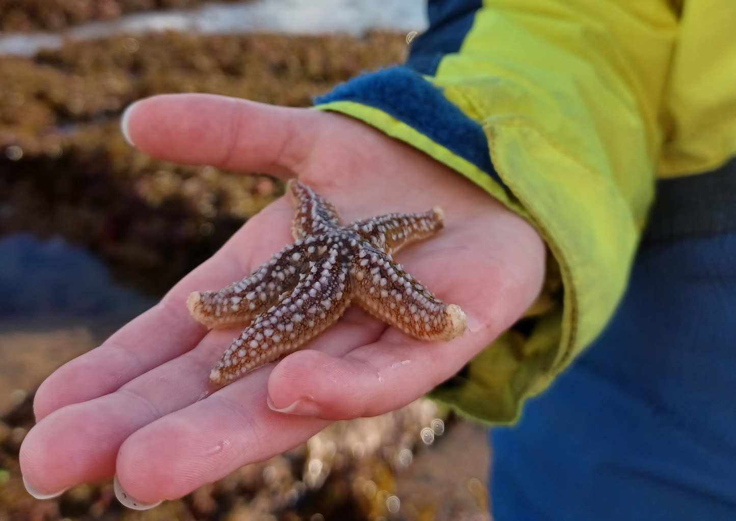 NEW Mini Rockpool Explorers – Corbyn Head, Monday 18th May 2026 (1.15pm)