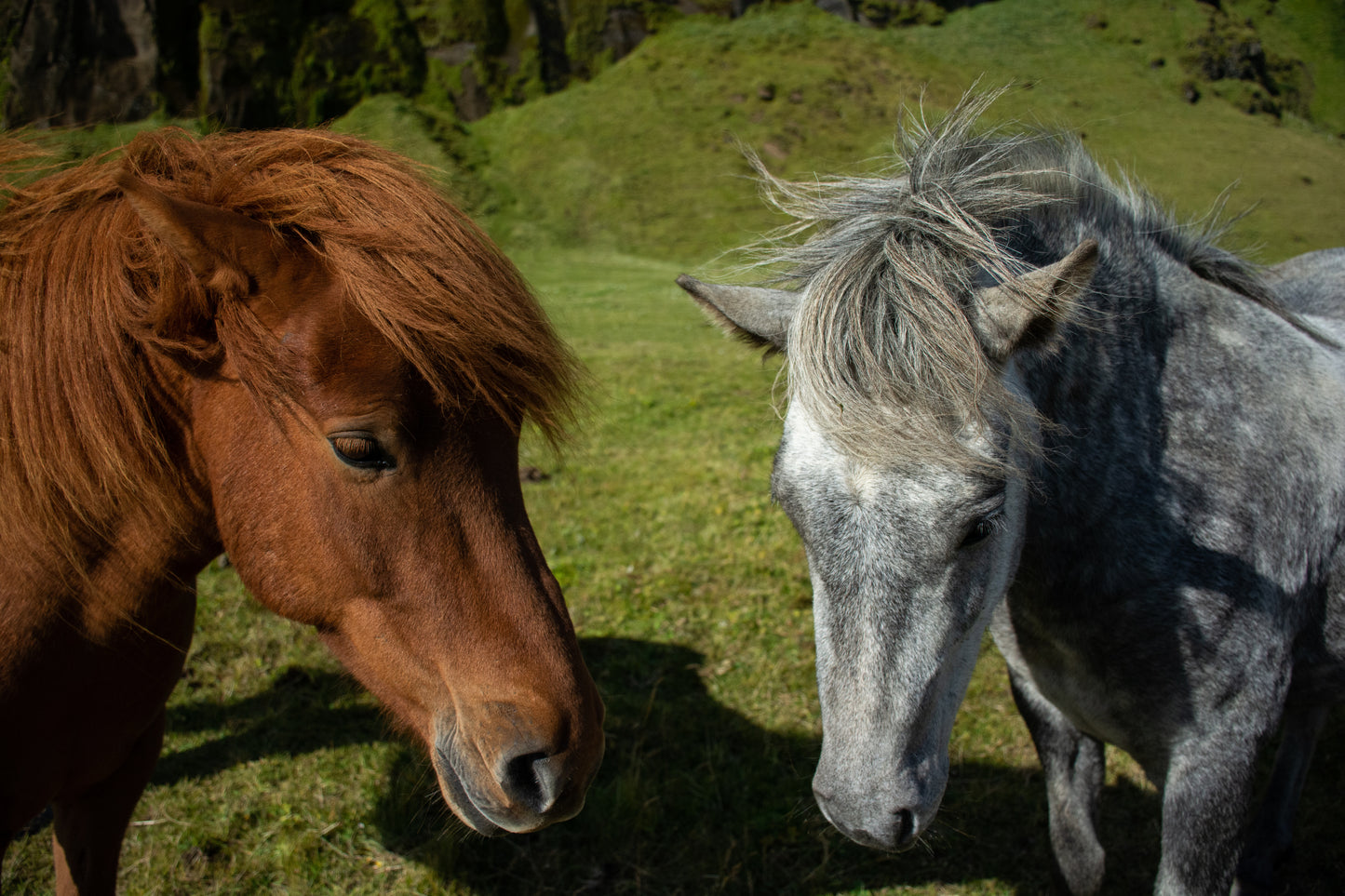 Two horses, one brown and one gray, standing side by side in an outdoor setting with grass and trees in the background.